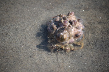 Hermit Crab