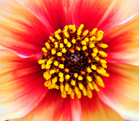 Dahlia is a genus of bushy, tuberous, perennial plants native to Mexico, Central America, and...