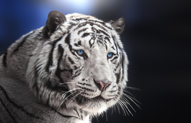 Fototapeta na wymiar Portrait of Bengal tiger white variation on blue background.