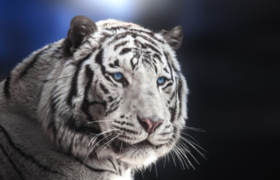 Portrait of Bengal tiger white variation on blue background.