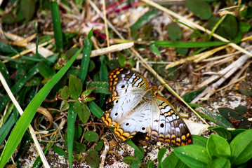 White peacock butterfly on the ground in Cuba