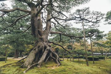 tree in the forest in Japan