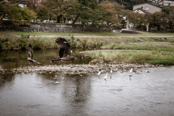 hawk flies over the river in japan