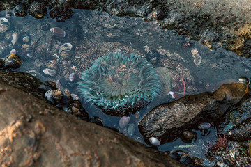 sea anemone on rock in the sea