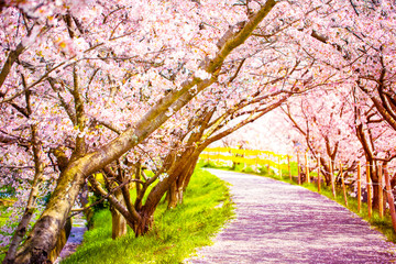 美しく満開に咲き誇る桜の木のトンネルと道