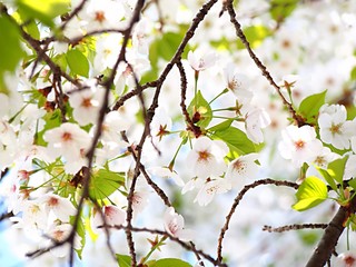 大島桜の花