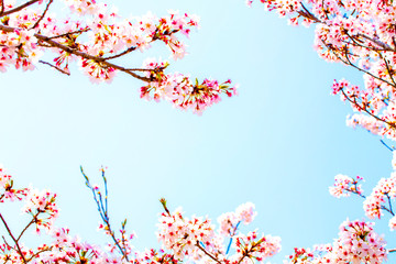 美しく満開に咲き誇る桜の縁取りと青い空のコピースペース