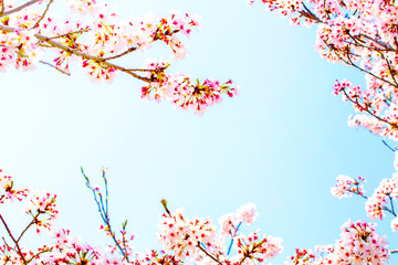 美しく満開に咲き誇る桜の縁取りと青い空のコピースペース
