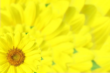 yellow  colorful flower blur background