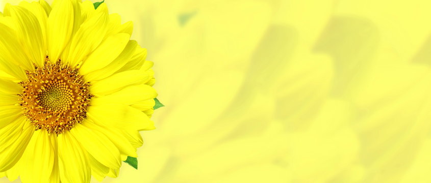 yellow  colorful flower blur background