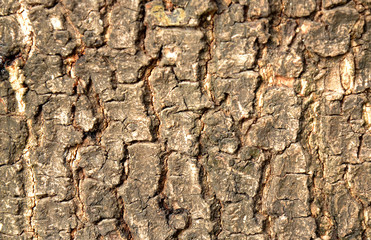 wood texture,  background old panels