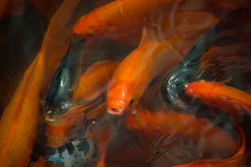 chinese fish in a pond in China