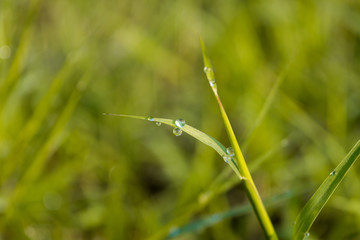 dew on grass