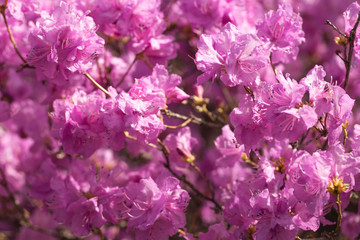 Pink azalea bush. Spring flowers background.