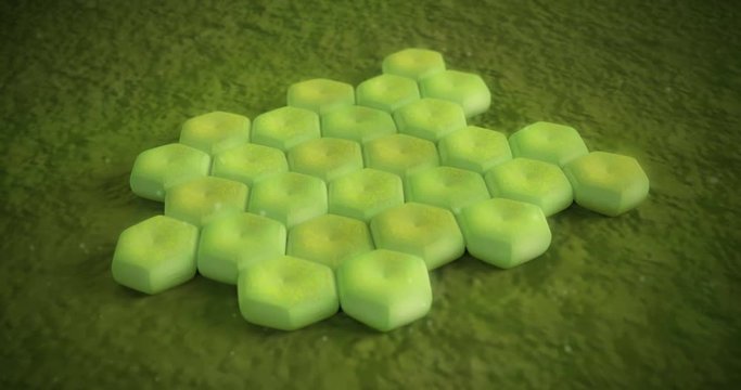 3D animation of a acinetobacter baumannii bacteria