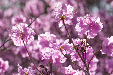 Pink azalea bush. Spring flowers background.