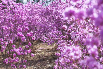Pink azalea bush. Spring flowers background.