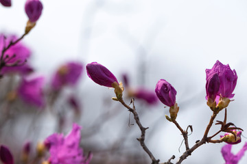 Pink azalea bush. Spring flowers background.