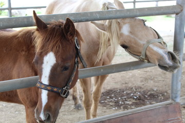 Two horses in the corral horsing around being brothers waiting for attention or a scratch on the nose.