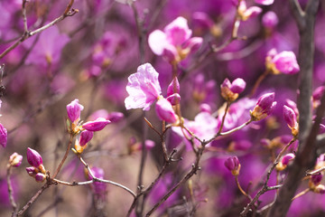 Pink azalea bush. Spring flowers background.