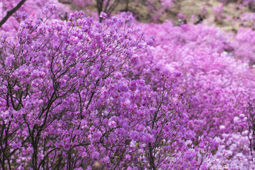 Pink azalea bush. Spring flowers background.