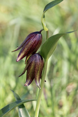 Chocolate Lily in Santa Rosa Plateau Ecological Reserve, CA