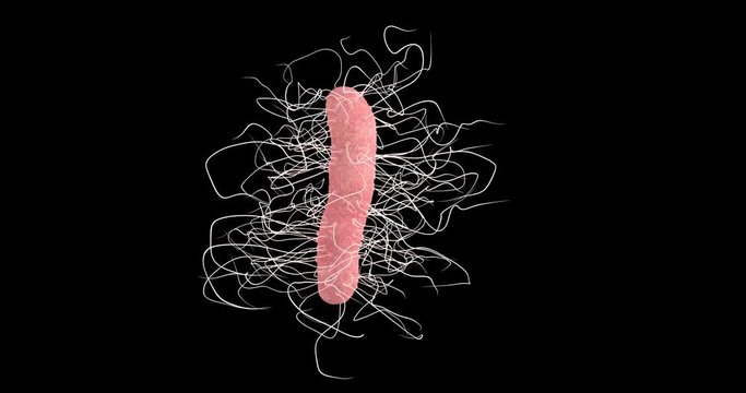 3D animation of a clostridium difficile bacteria