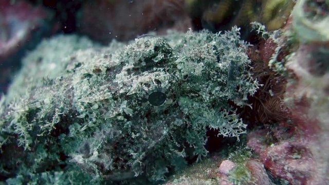 Camouflaged Bearded Scorpionfish sits motionless and waits for a meal; close up.