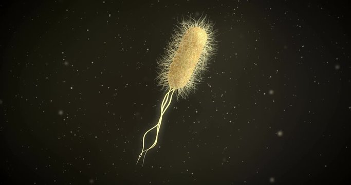 3D animation of a escherichia coli bacteria