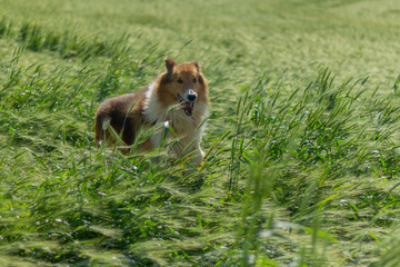 funny dog jumping