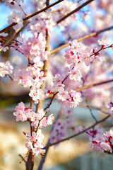 Fototapeta premium Cherry blossoms