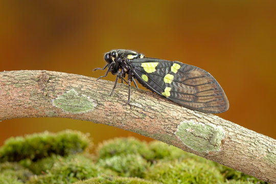 Cicada : Butterfly cicadas with broad multicolor wings. Green and blue color butterfly-wings cicada (Gaeana cheni) is a cicada species from China and Southeast Asia (Thailand, Myanmar)