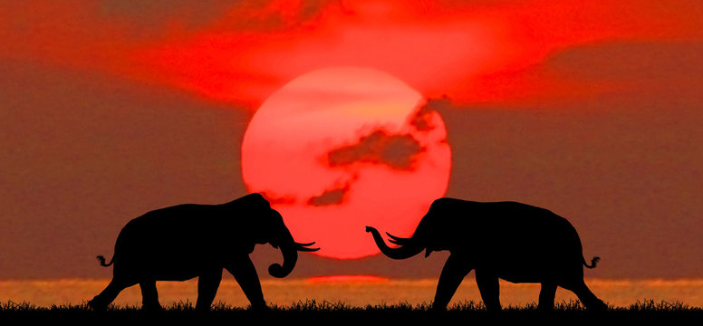 silhouette elephants in the landscape on blurry sunset.