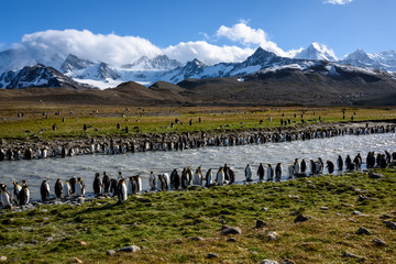 Beautiful sunny grass covered landscape with large King Penguin colony, penguins standing in silt filled river with mountains and sky in background, St. Andrews Bay, South Georgia © knelson20