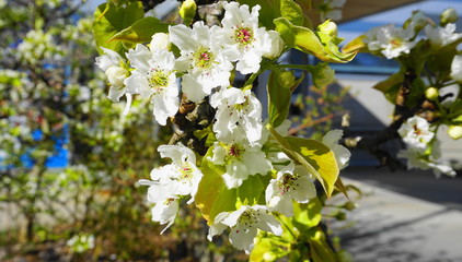 Apple tree in bloom with delicate white five petals flowers and young green leaves close up.
