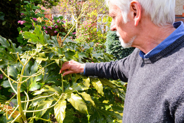 Mature man check the condition of Castor Oil Plant ( Fatsia Japonica )