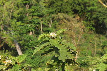 flower in the forest