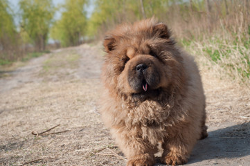 dog pet chow chow runing on road