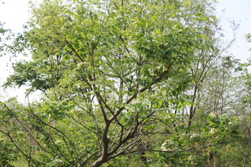 tree in the forest