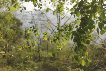 green tree in spring