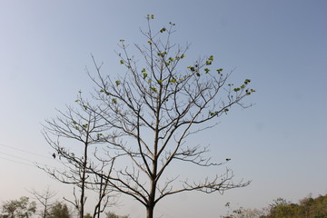 tree and sky