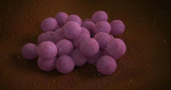 3D animation of a staphylococcus aureus bacteria