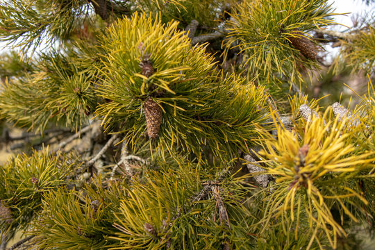 THick green branch of mugo pine near Vancouver Canada.