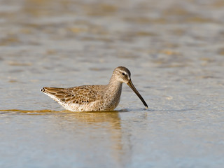 Short-billed Dowitcher Foraging on the Pond
