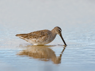 Short-billed Dowitcher with Reflection Foraging on the Pond