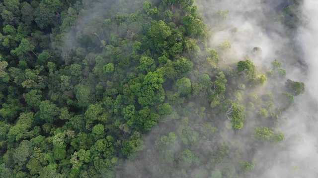 Rainforest (rain forest) jungle and clouds aerial footage 