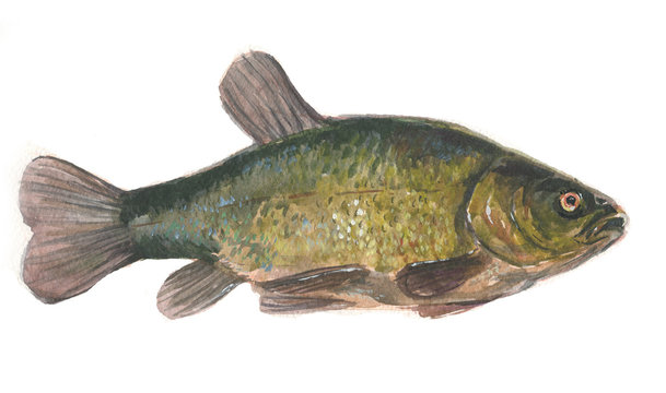tench freshwater fish