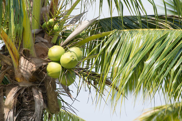 Coconut on tree