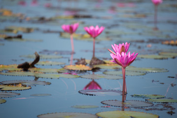 Soft focus pink lotus flower