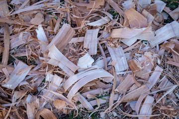 wood shavings 
